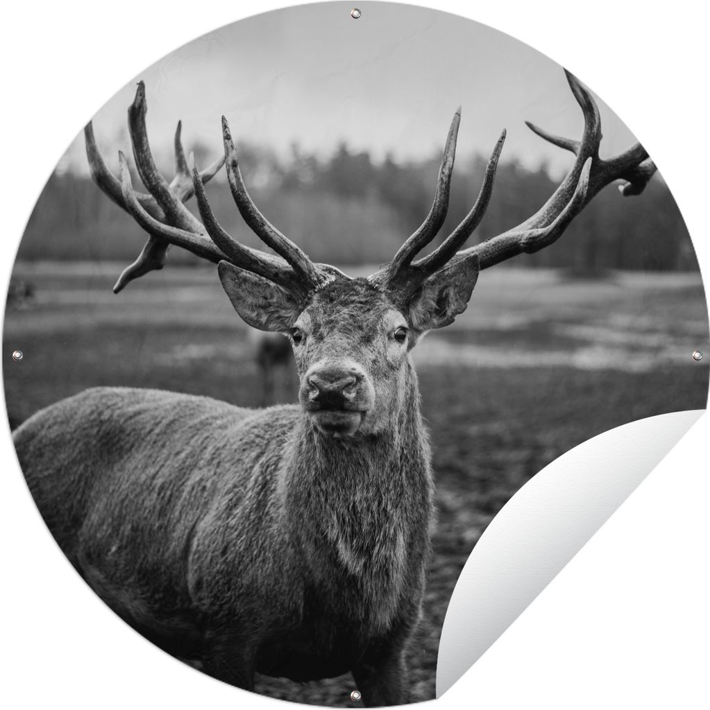 MuchoWow Gartenposter Outdoor-Poster Rund Tiere - Hirsch - Geweih - Schwarz und weiß - Natur Ø 150 cm Gartendeko Rundes Poster draußen