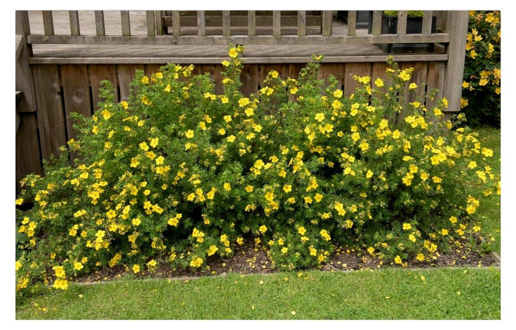 10 x Potentilla fruticosa 'Kobold' (Gehölz/Heckenpflanze/Winterhart/Mehrjährig/Bodendecker) Gelber Fingerstrauch - Blühende Hecke