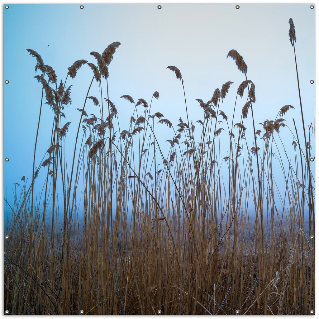 Wallario XXL Outdoor-Poster für Garten oder Balkon, Motiv Schilfrohr am See vor blauem Himmel, in ca. 200 x 200 cm