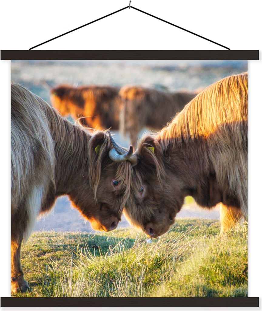 MuchoWow Textilposter Schottische Hochlandrind - Tiere - Sonne 90x90 cm mit schwarzem Rahmen - Magnetisches