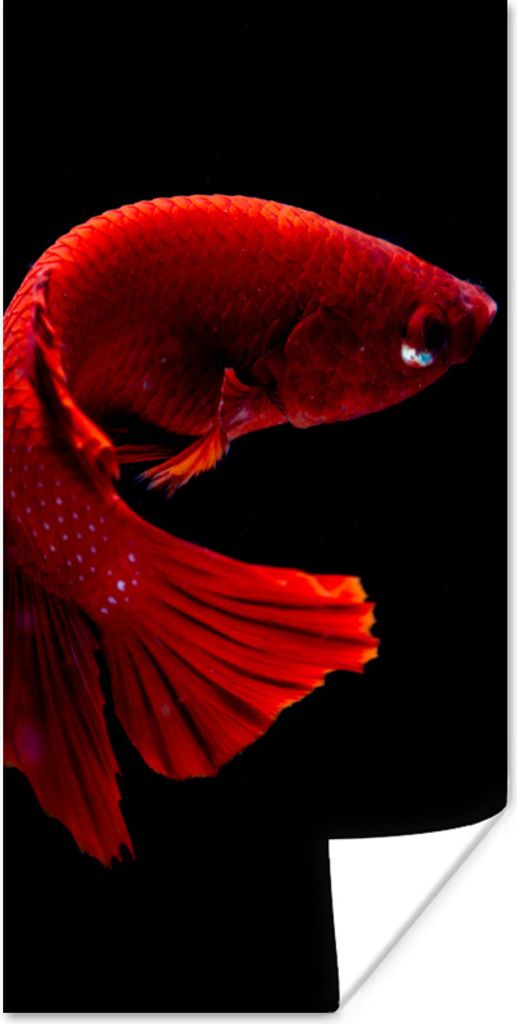 MuchoWow Poster Fisch - Rot - Schwarz 40x80 cm - Dekoration