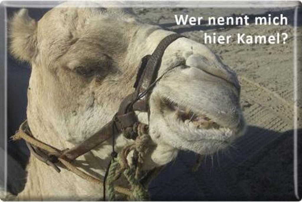 TIERMAGNET - Wer nennt mich hier Kamel - Gr. ca. 8 x 5,5 cm - 38842 - Küchenmagnet