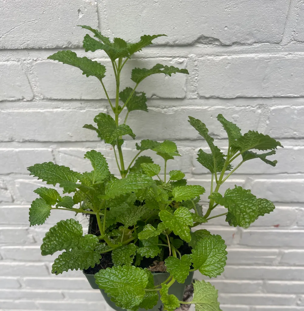 Mélisse citronnée Melissa officinalis contre moustiques - 6 pots