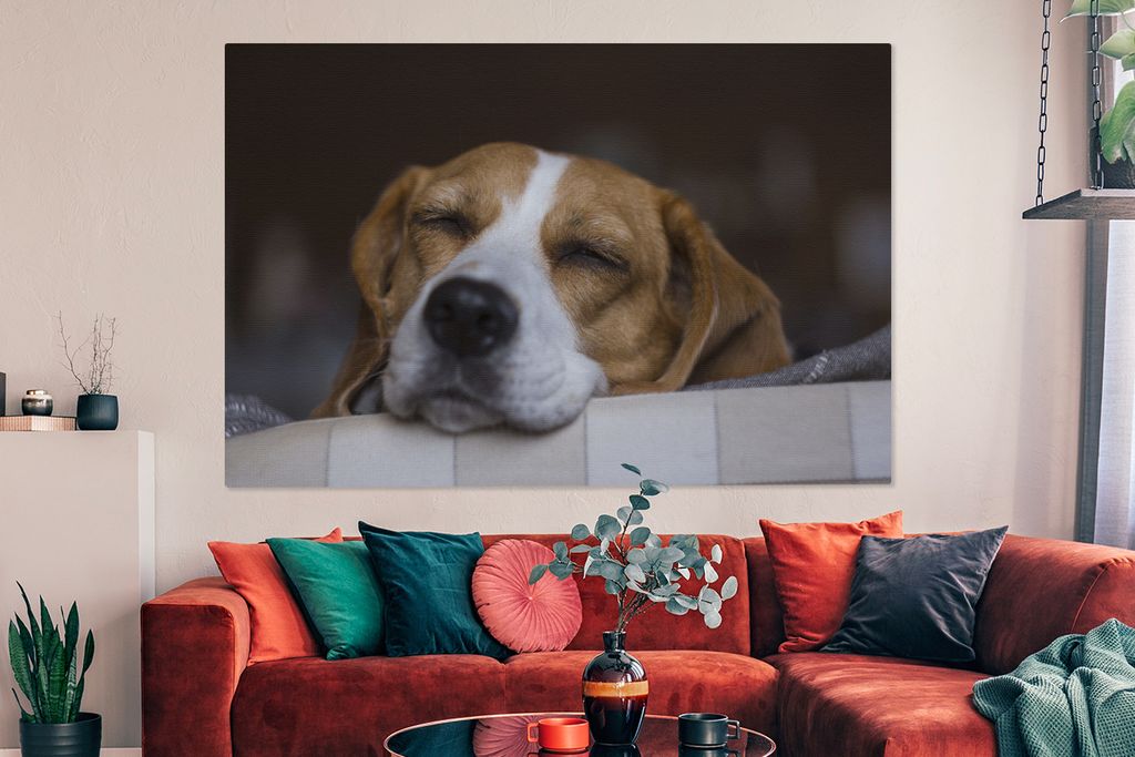 OneMillionCanvasses - Leinwandbilder - 150x100 cm, Sleepy Beagle liegt schlafend, Wandbilder Kunstdruck Wanddekoration