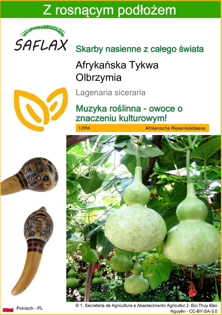 SAFLAX - Afrykańska Tykwa Olbrzymia - 15 Nasiona - Z Zdjęcie produktu 