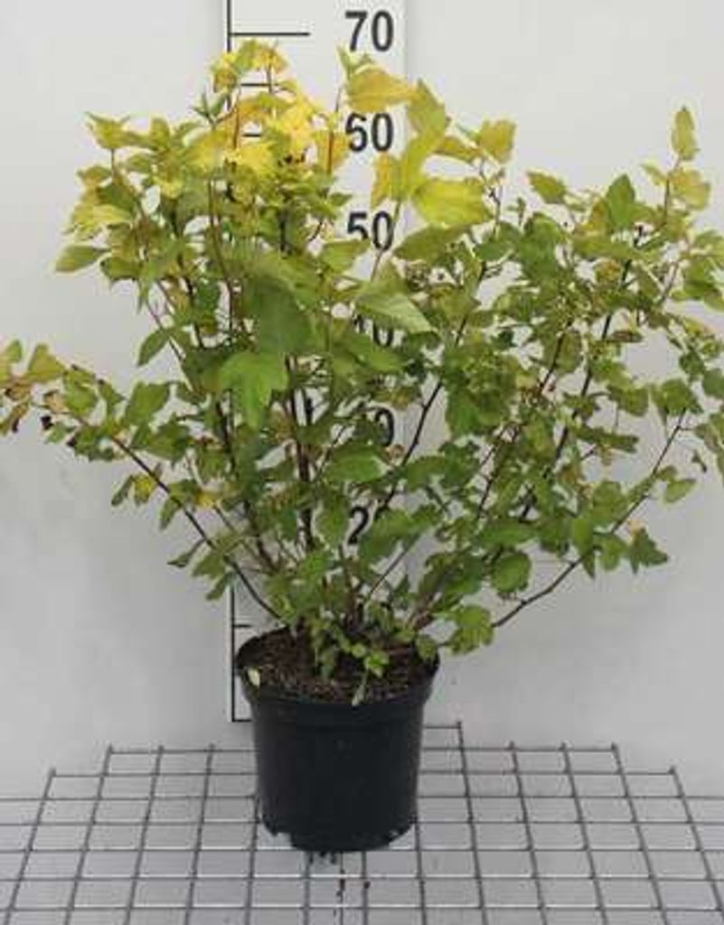 Physocarpus opulif. 'Dart's Gold' - Gelbe Blasenspiere 30- 40 cm - Container