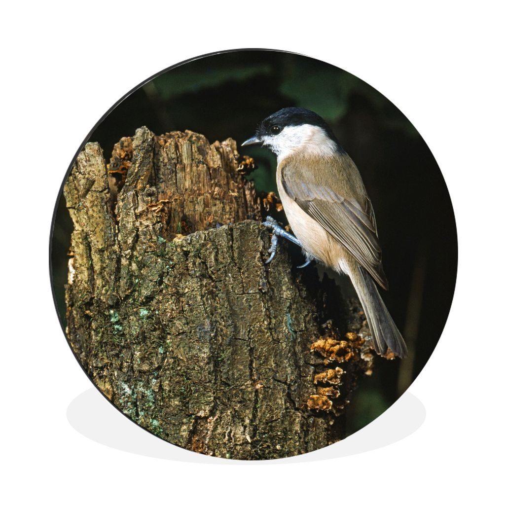 MuchoWow Aluminium Wandkreis Ein glänzender Kopf versucht, einen Baum mit seinem Schnabel zu durchbohren Ø 90 cm Wanddeko Modern Wohnzimmer - M...