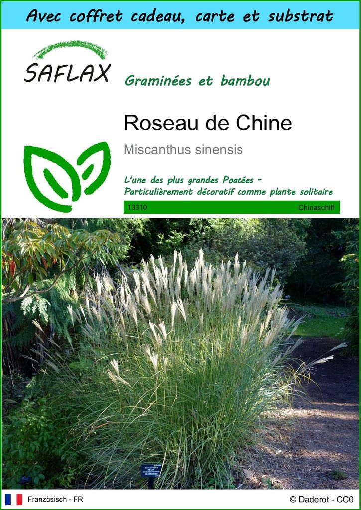 SAFLAX Ensemble-cadeau - Roseau de Chine - 200 graines - Image du produit 