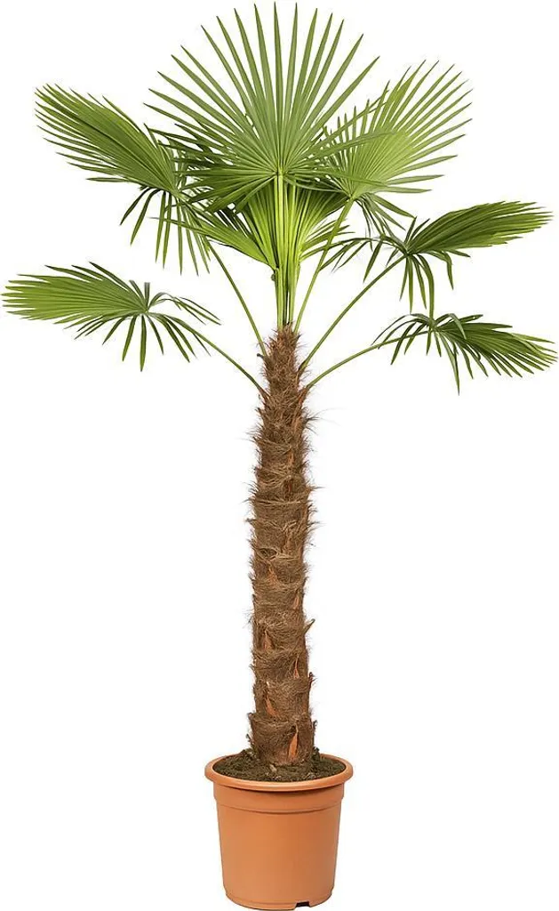 Palmier Trachycarpus Fortunei 2m : Exotisme sans Risque de Gel