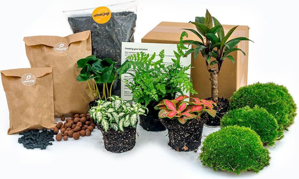 Planten Terrarium Paket - Jungle 5 - Coffea - Varen - Palm Produktbild 