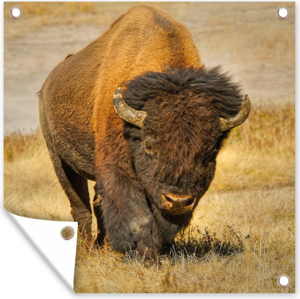 MuchoWow 100x100 cm Outdoor-Poster Gartendeko Sichtschutz Garten Poster für den Garten Nahaufnahme Büffel im Gras