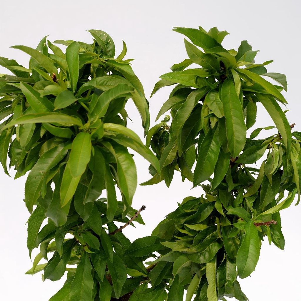 Prunus Nucipersica Mini nektarinka - 3 litrový kvetináč Obrázok produktu 