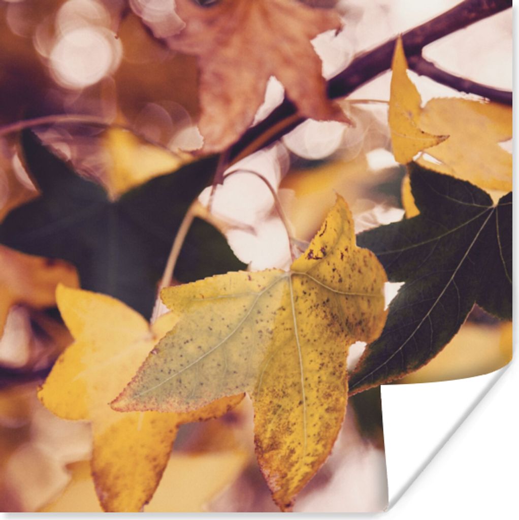 MuchoWow Poster Blätter - Ahorn - Herbst - Jahreszeiten 50x50 cm - Wohnzimmerdekoration