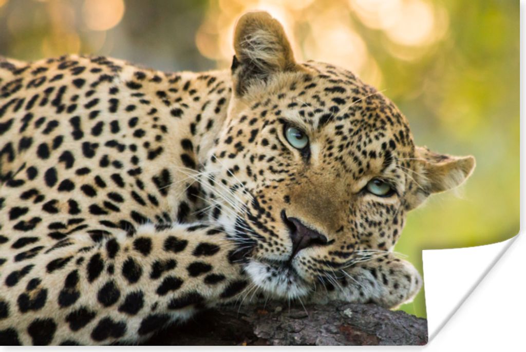 MuchoWow Poster Leopard - Natur - Sonnenuntergang 180x120 cm - Fotoplakat