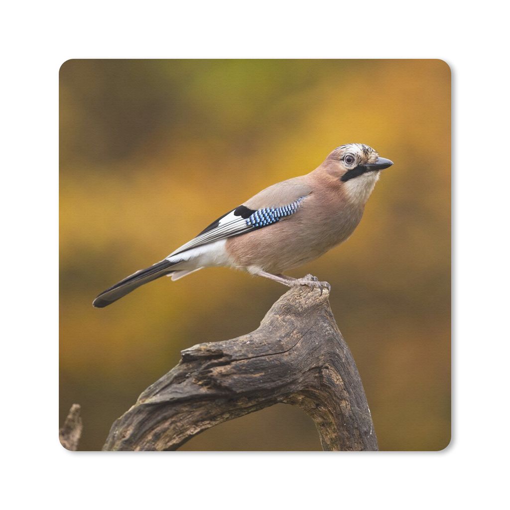 MuchoWow Mauspad Mousepad Vogel - Zweig - Eichelhäher 20x20 cm - Mousepads - Maus Mat - Pad - Mausunterlage - Desk Mat - Bureauartikeln