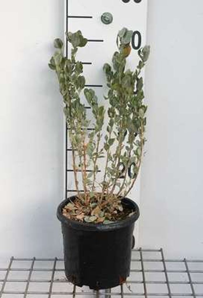 Atriplex halimus - Gartenmelde 30- 40 cm Container