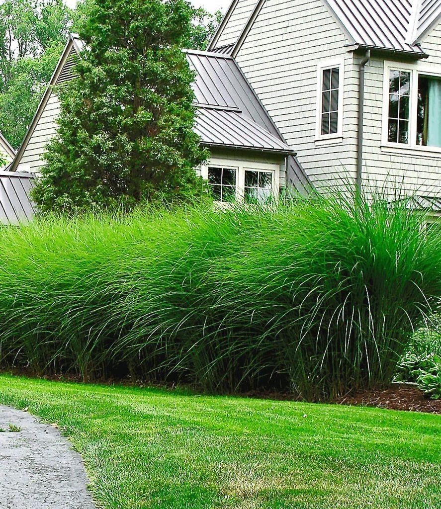 A lush green ornamental grass hedge in front of a modern house.