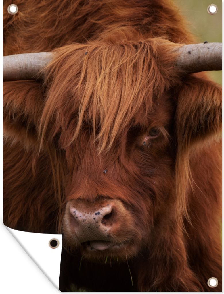MuchoWow 30x40 cm Outdoor-Poster Gartendeko Sichtschutz Garten Poster für den Garten Schottischer Highlander - Orange - Tiere