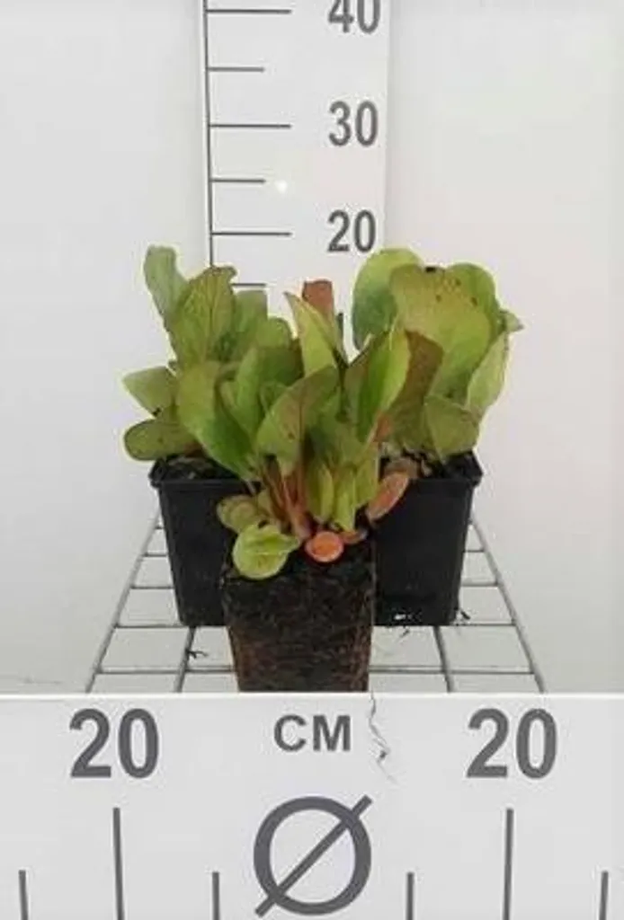 Bergenia cord. Purpurea - 6 vivaces pour jardins à l'ombre sans soleil