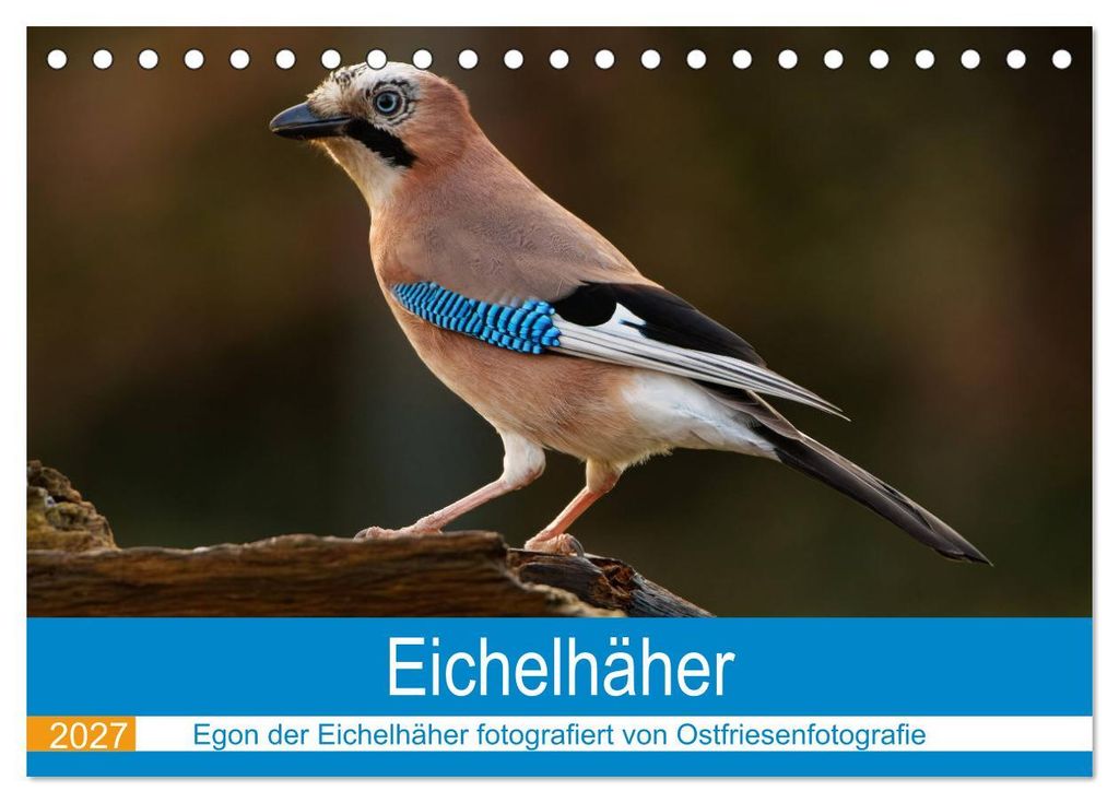 Eichelhäher - Egon der Eichelhäher fotografiert von Ostfriesenfotografie (Tischkalender 2027 DIN A5 quer), CALVENDO Monatskalender