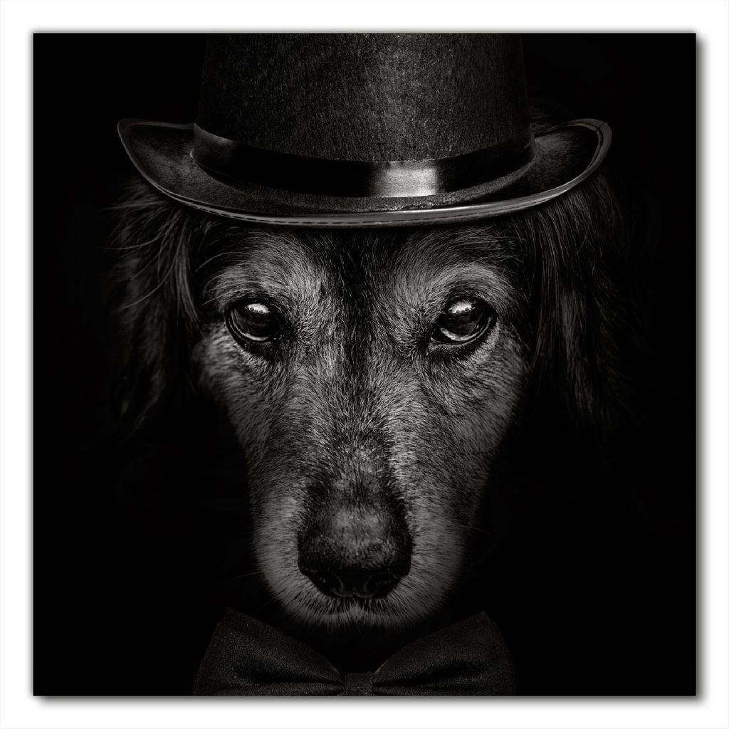 Wallario selbstklebende Möbelfolie/ Tischdecke für Innen und Außen, Größe: 90 x 90 cm - Eleganter Hund mit Zylinder in schwarz-weiß