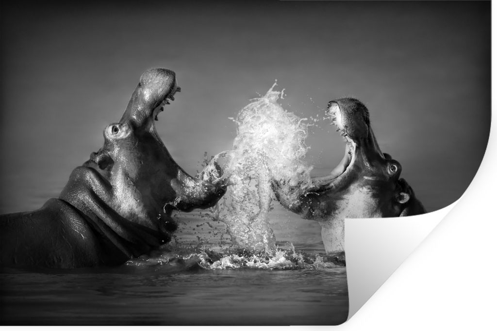 MuchoWow Wandtattoo Wandsticker Wandaufkleber Tiere - Nilpferd - Wasser - Schwarz - Weiß 120x80 cm Selbstklebend und Repositionierbar - Selbstkl...