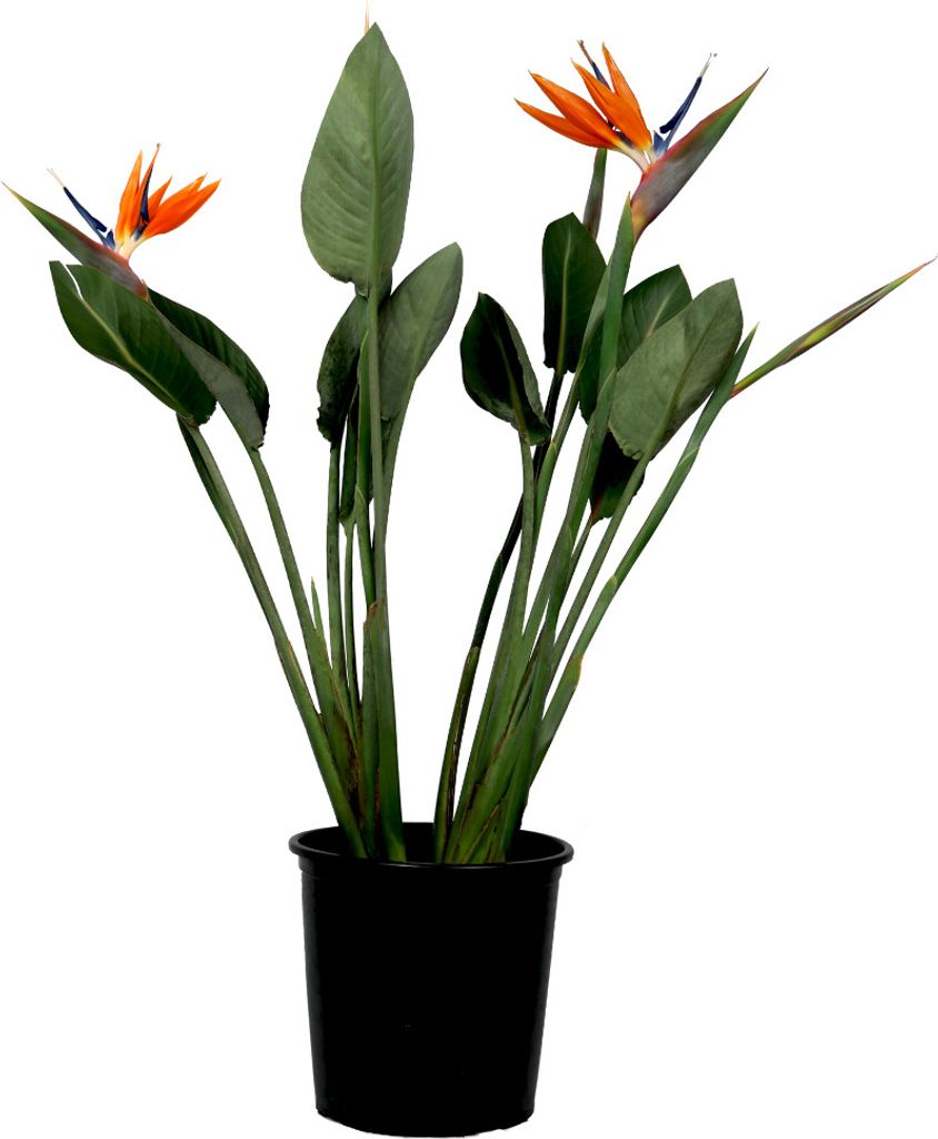 Strelitzia Reginea - Königs-Strelitzie - Mit Blume! - ⌀27cm - Höhe 80-100cm