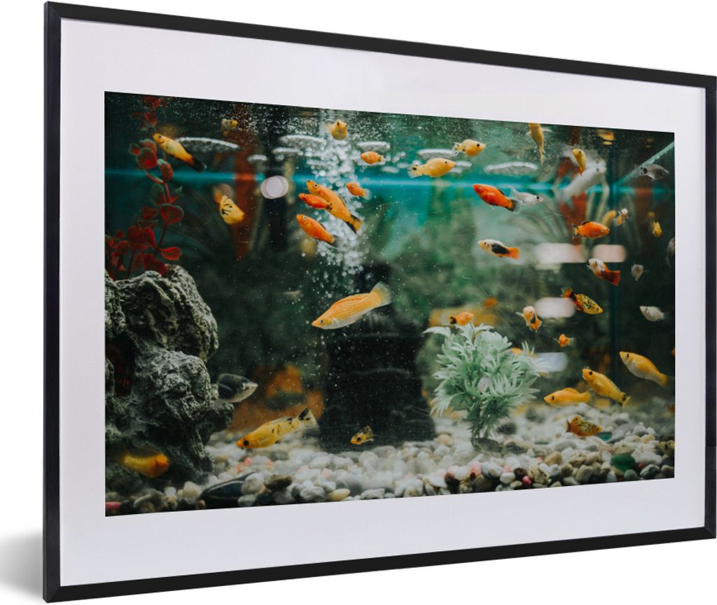 MuchoWow Gerahmtes Poster Kleine Fische in einem Aquarium 60x40 cm - Poster mit Schwarzem Bilderrahmen Wandposter Rahmen Foto Bilder - Schlafzimm...