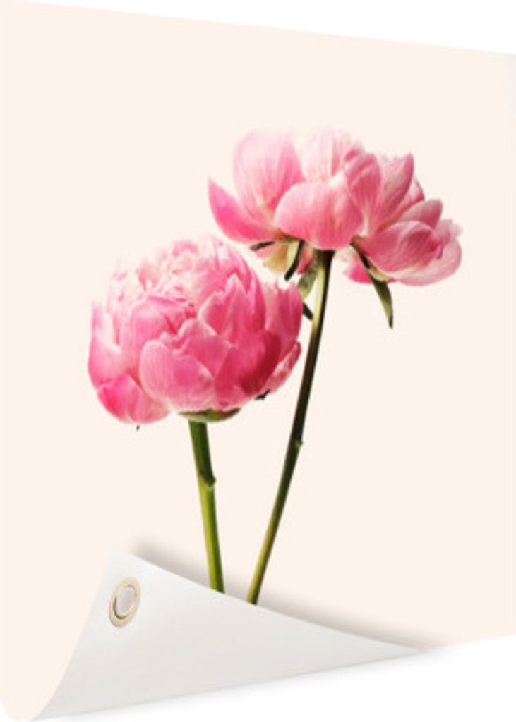 Gartenposter - 200x100 cm - Rosa Blüte Fototapete - Modernes Wandbilder - Natur