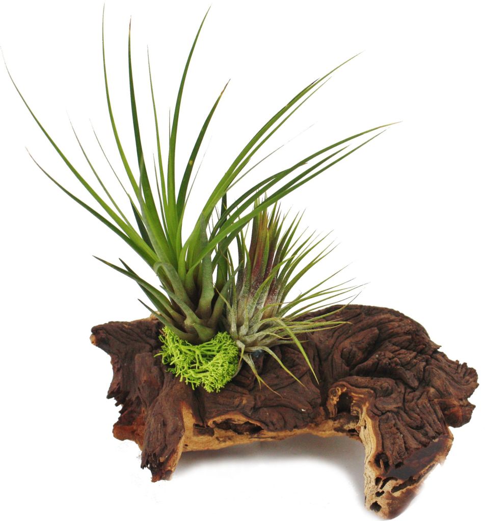 Tillandsias sur racine de Mopani - l - 2 plantes Image du produit 