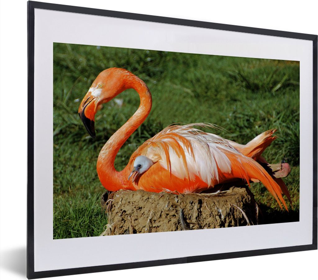 MuchoWow MuchoWow Gerahmtes Poster Flamingo beschützt ihr Küken unter ihren Flügeln 40x30 cm - Poster mit zchwarzem Bilderrahmen - Bilderrah...