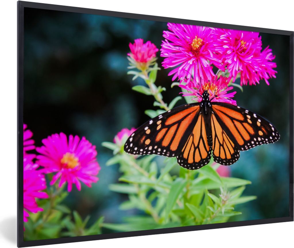 MuchoWow Gerahmtes Poster Schmetterling - Botanisch - Blume 90x60 cm - Poster mit Schwarzem Bilderrahmen Wandposter Rahmen Foto Bilder - Fotorahm...