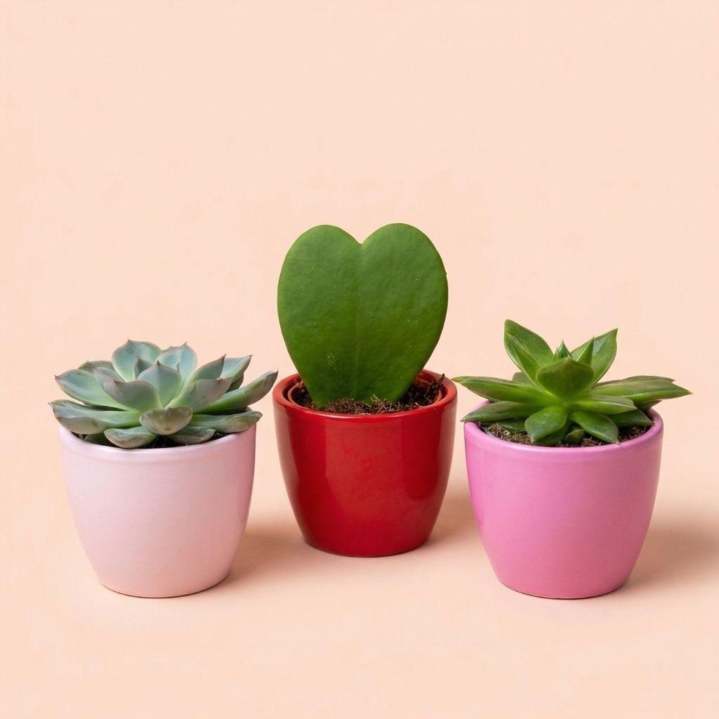 Mini Pflanzen 3er Set Love Übertöpfe Ø6cm Hoya Kerrii Sukkulenten Geschenkidee