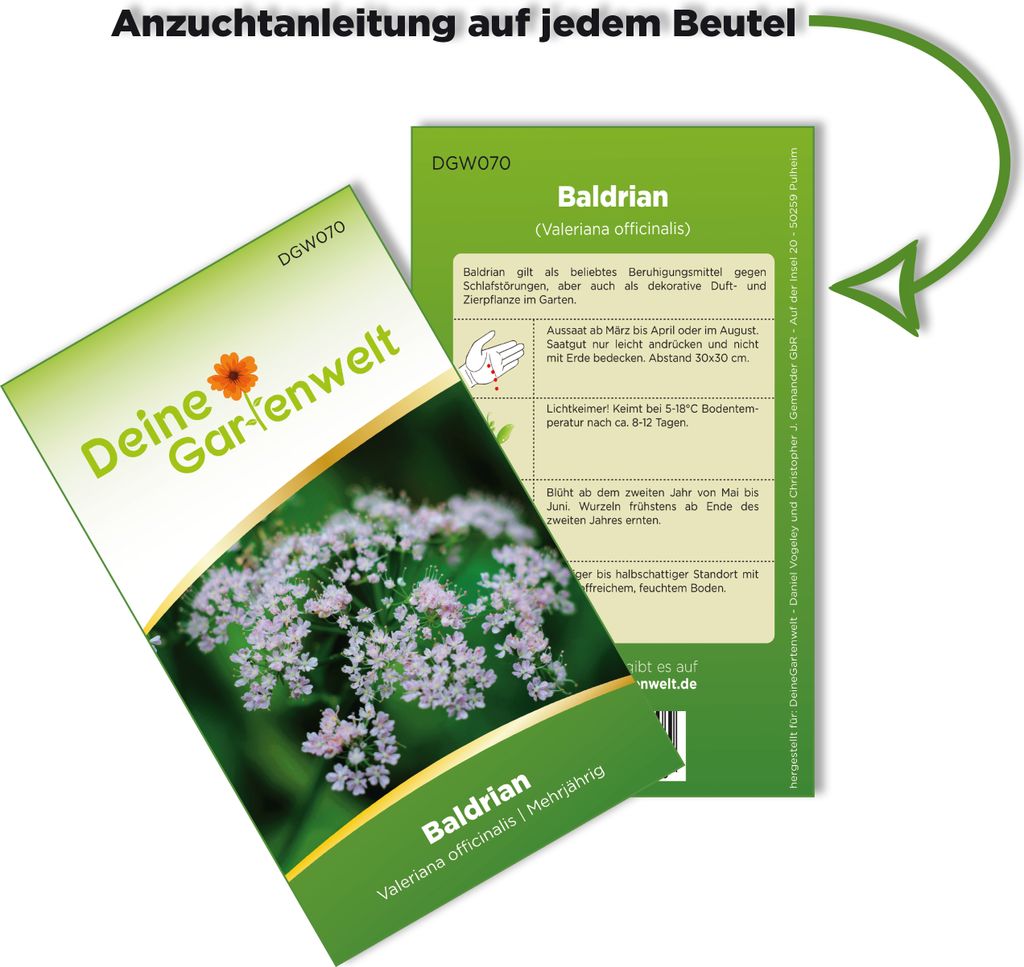 Baldrian  Samen - Valeriana officinalis - Baldriansamen - Produktbild 3