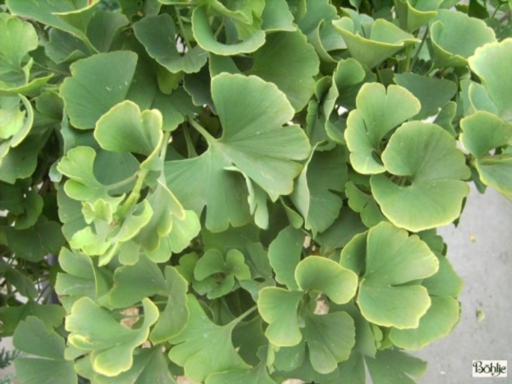 Ginkgo biloba King of Dongting - Fächerblattbaum-Götterbaum - 60-80