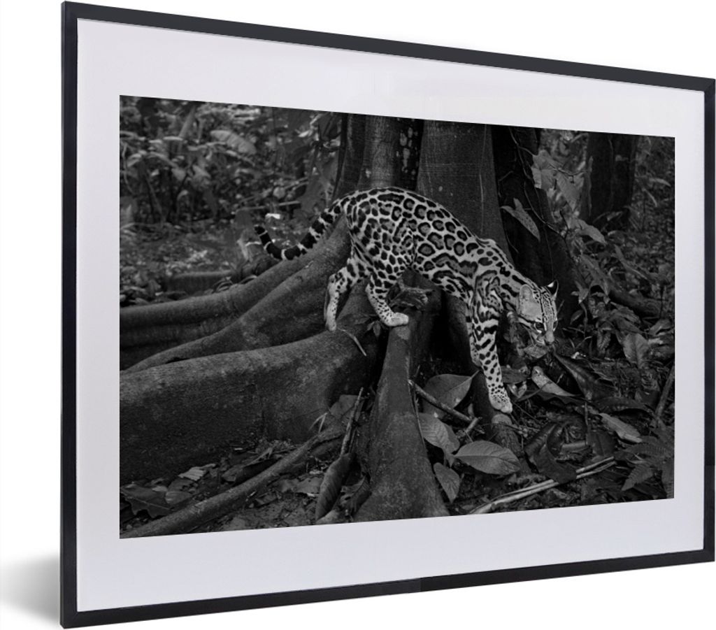 MuchoWow MuchoWow Gerahmtes Poster Ozelot im Dschungel von Costa Rica in Schwarz und Weiß 40x30 cm - Poster mit zchwarzem Bilderrahmen - Bilde...