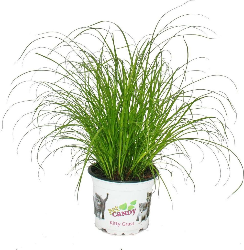 Macacia tráva - Cyperus alternifolius - na podporu trávenia Obrázok produktu 