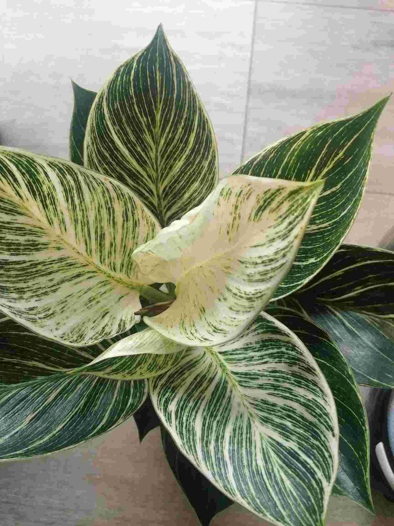 Philodendron White Wave 20-30 cm - Baumfreund - grnes