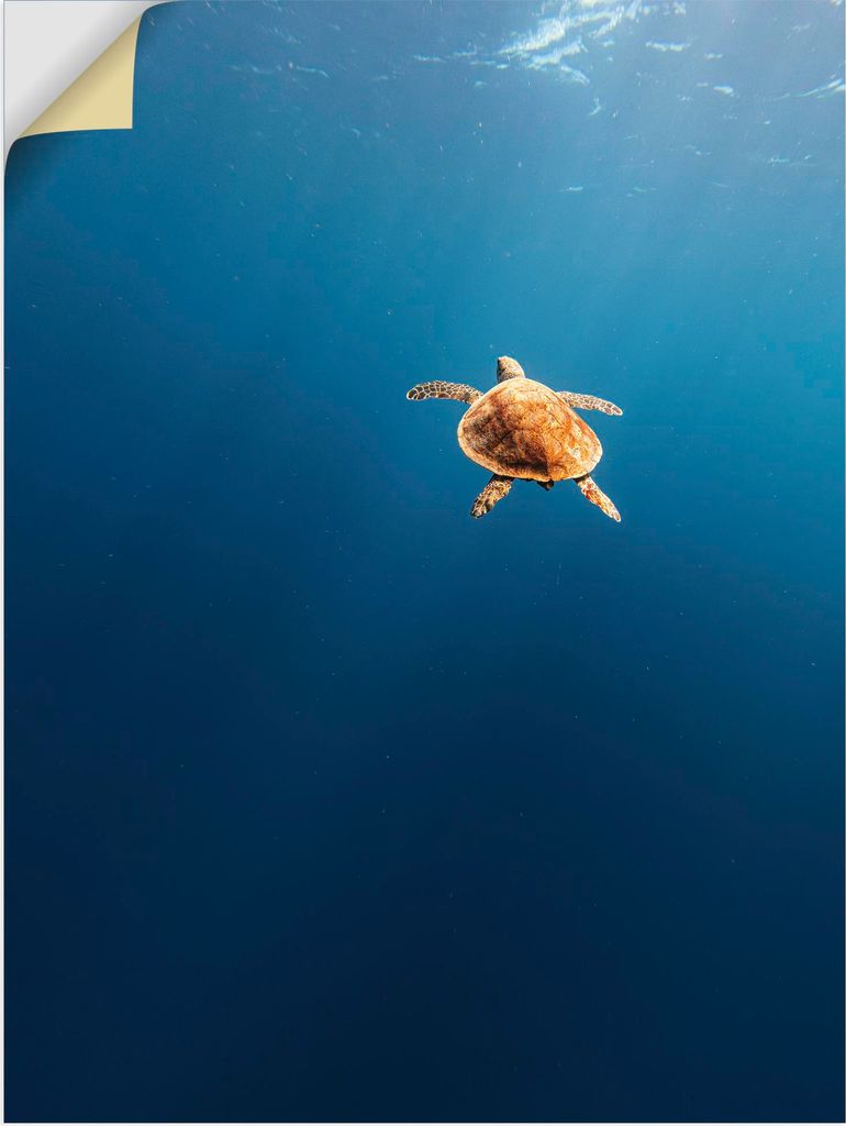 ARTland Wandbild, selbstklebend Chillkröte - Karettschildkröte im Meer Größe: 60x80 cm