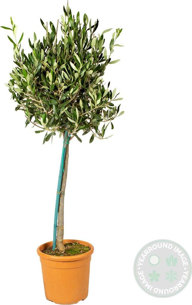Bloomique Olivenbaum Echt 80-90 cm Topf 19 cm Winterhart