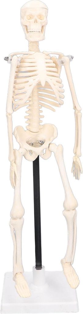 Menschliches Skelett Modell 42cm abnehmbar flexibel leichtes PVC Mini Lehrskelett Modell