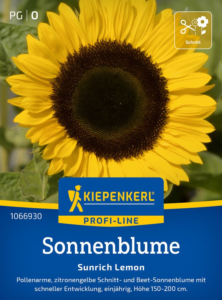 Kiepenkerl Sonnenblumensamen Sunrich Lemon F1 Helianthus annuus 25 Pflanzen