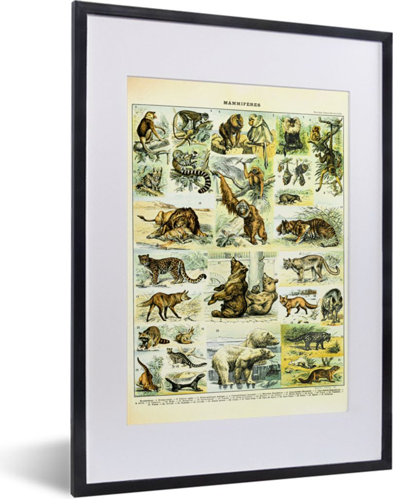 MuchoWow Gerahmtes Poster Tiere - Affe - Bären 30x40 cm - Poster mit Schwarzem Bilderrahmen Wandposter Rahmen Foto Bilder - Wandposter Schlafzimmer
