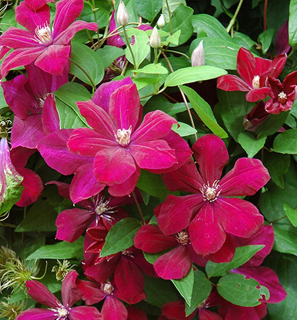 Clematis ́ROUGE CARDINAL ́ 40-50 cm, Cont. 1,6 l, Pflanze mit Rankhilfen