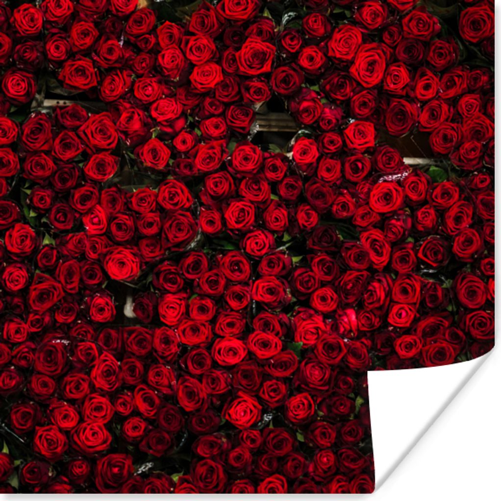 MuchoWow Poster Blumen - Rosen - Rot 30x30 cm - Wandposter - Printing