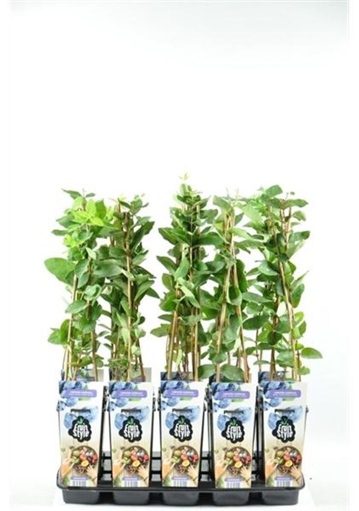 Mirtillo siberiano - Bacca del miele - Lonicera caerulea Immagine del prodotto 