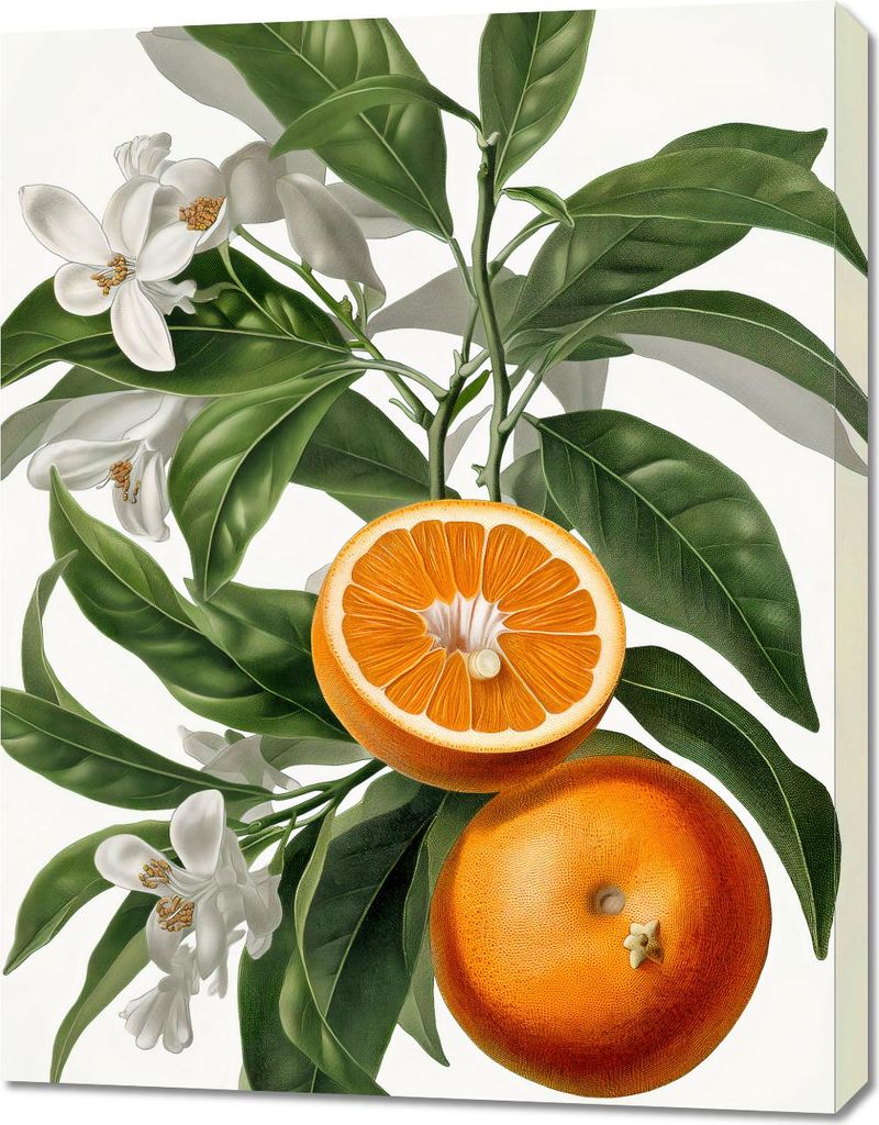 Bild 70x90cm Reife der Orangen