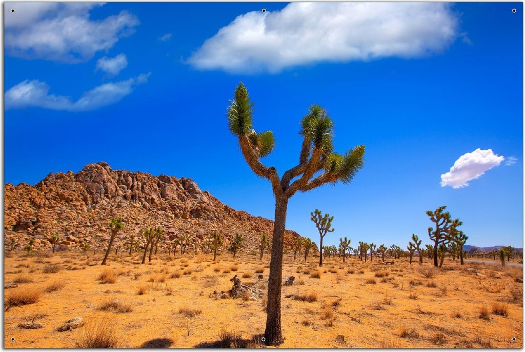Wallario Outdoor-Poster für Garten oder Balkon, Motiv Palmlilie im Nationalpark Yucca Valley Wüstenlandschaft, in ca. 61 x 91,50 cm
