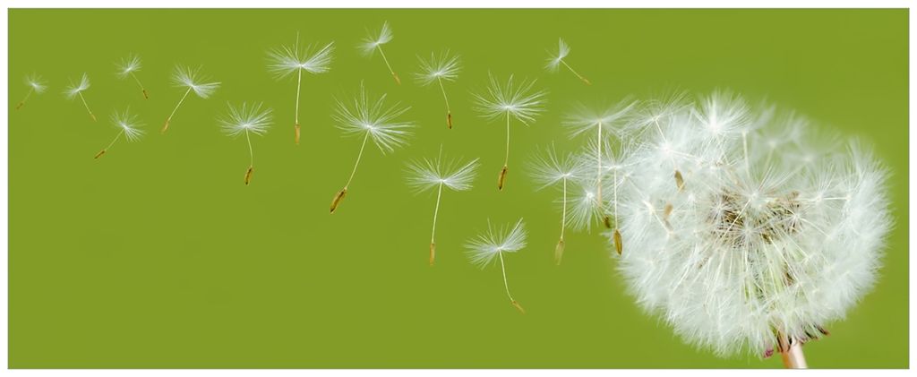 Wallario Wandbild aus Acryl, 200 x 80 cm, freischwebende Optik - Pusteblume auf der Wiese mit fliegenden Samen