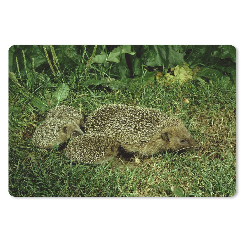 MuchoWow Schreibtischunterlage Igel mit drei Igelbabys 60x40 cm - XXL Mauspad - Großes Mauspad